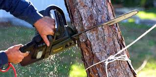 Professional Tree Care Services in Sheridan, IL